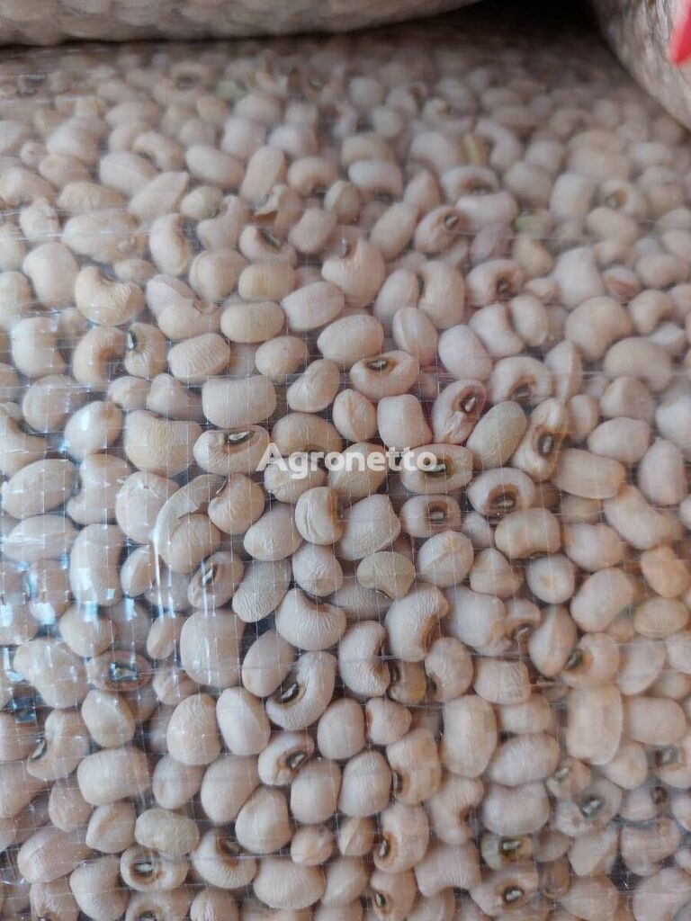 White beans (Qoraqosh)