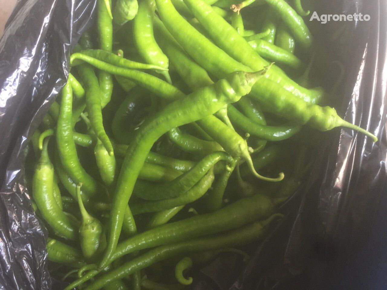 exportación fresca de chile verde