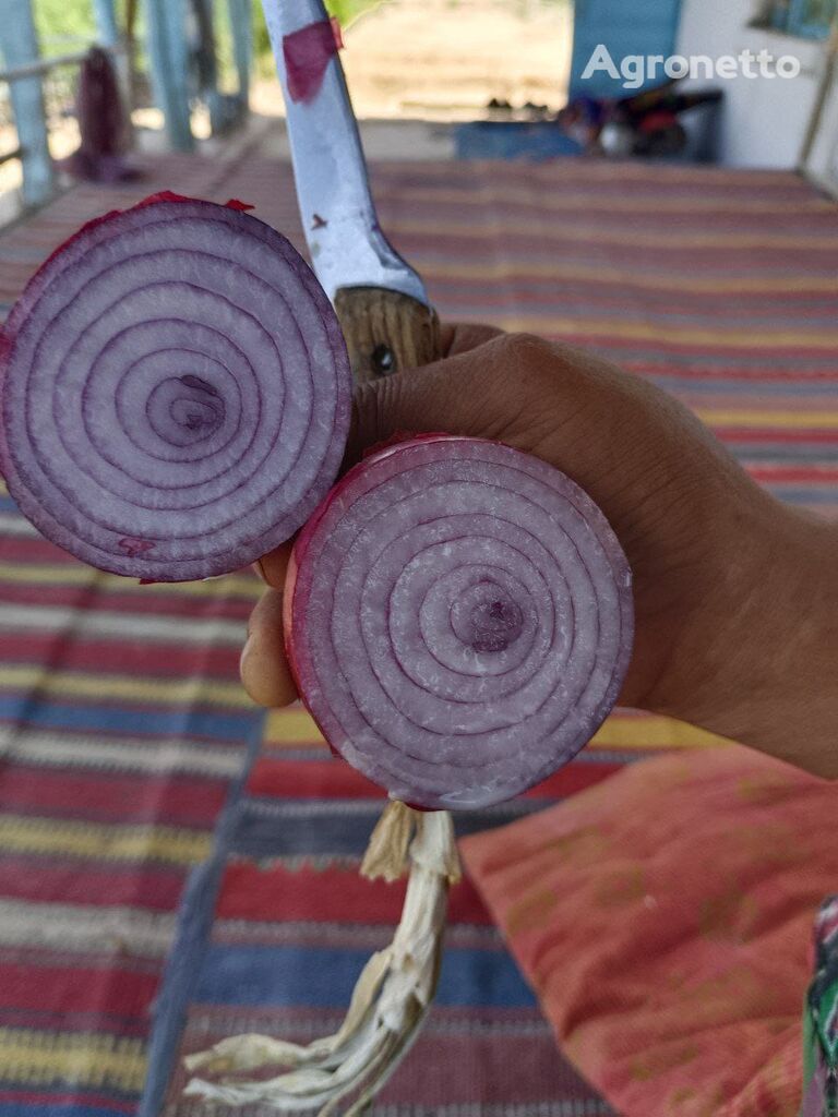 red onion