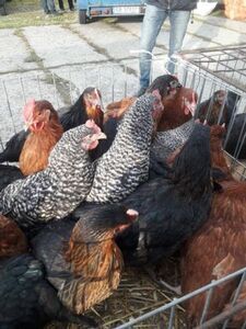 La granja venderá pollos de raza dominante