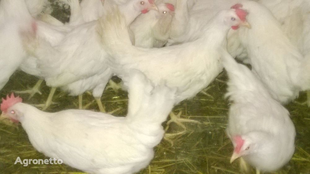 Poultry farm will sell chickens + free delivery