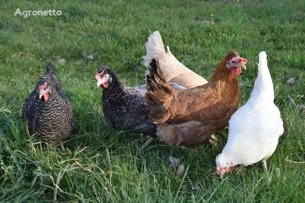 Der Hof wird Hühner verkaufen + kostenlose Lieferung