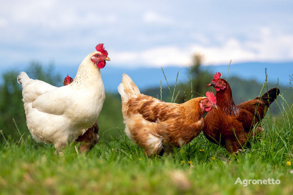 A fazenda venderá frangos + entrega grátis