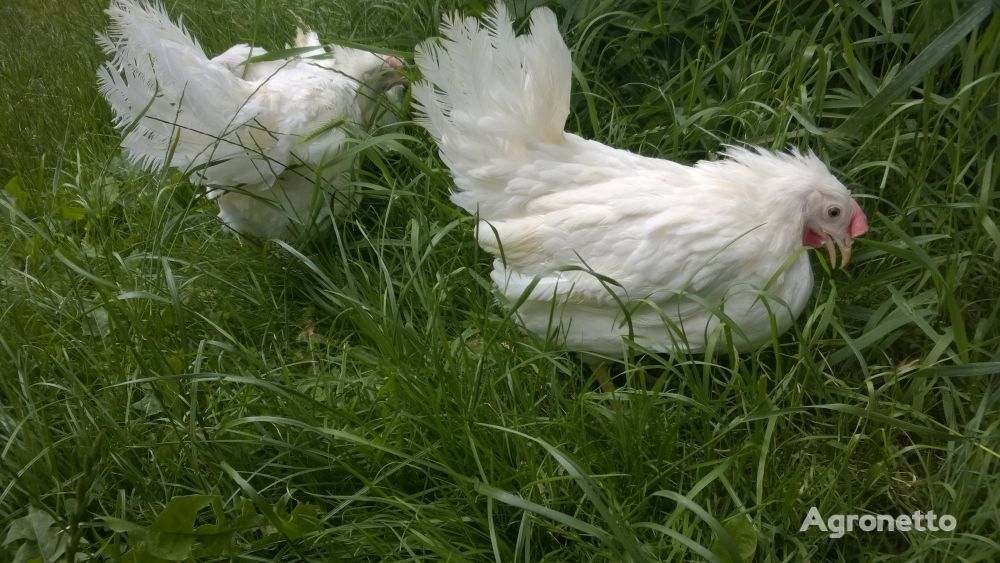 Der Hof wird Leghorn-Hühner verkaufen
