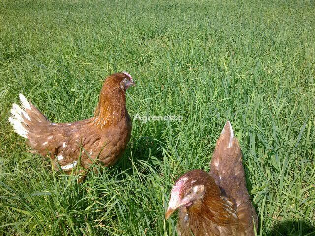 The farm will sell laying hens