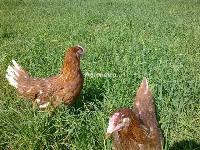 L'azienda venderà galline ovaiole