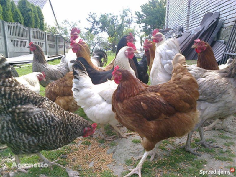 Laying hens for sale