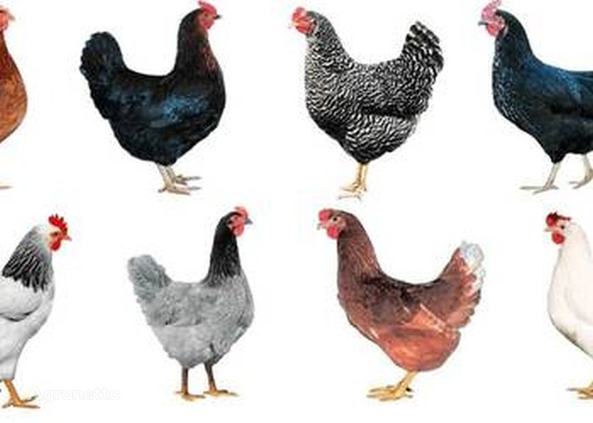 La granja venderá gallinas + entrega gratuita