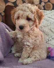 Miniature Poodle X Bichon Frise puppies