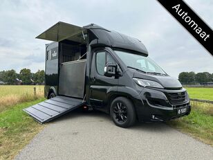 شاحنة نقل الخيول FIAT Ducato 2-paards paardenvrachtwagen automaat B-rijbewijs