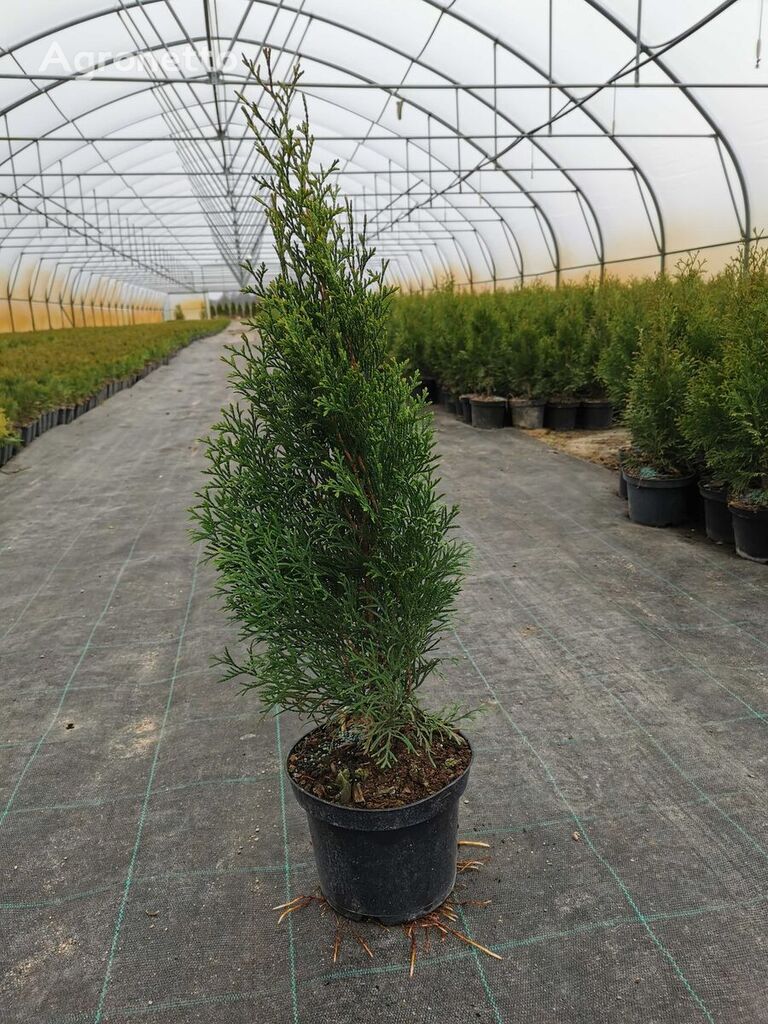 Vivero Thuja smaragd 50-60 esmeralda arborvitae