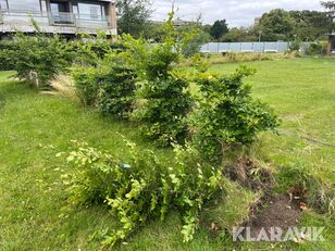 Растения для живой изгороди Бук - 6 шт