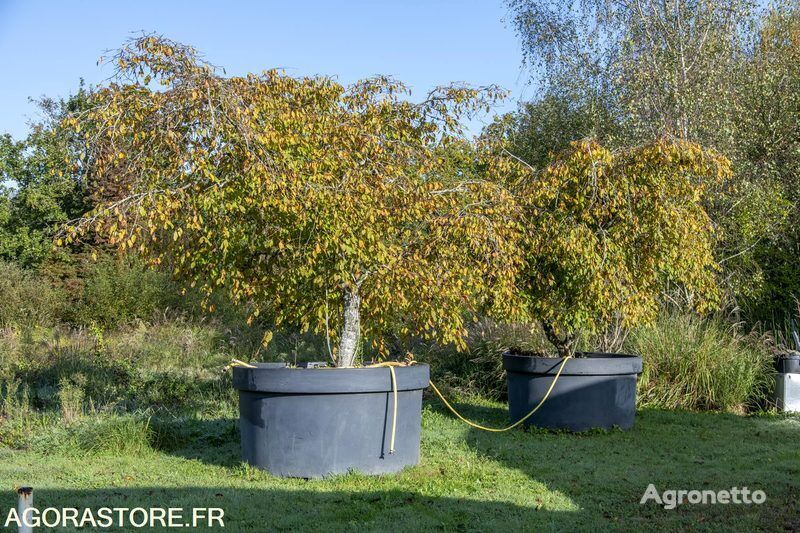 Φυτό Carpinus betulus (ή Hornbeam) σε γλάστρα