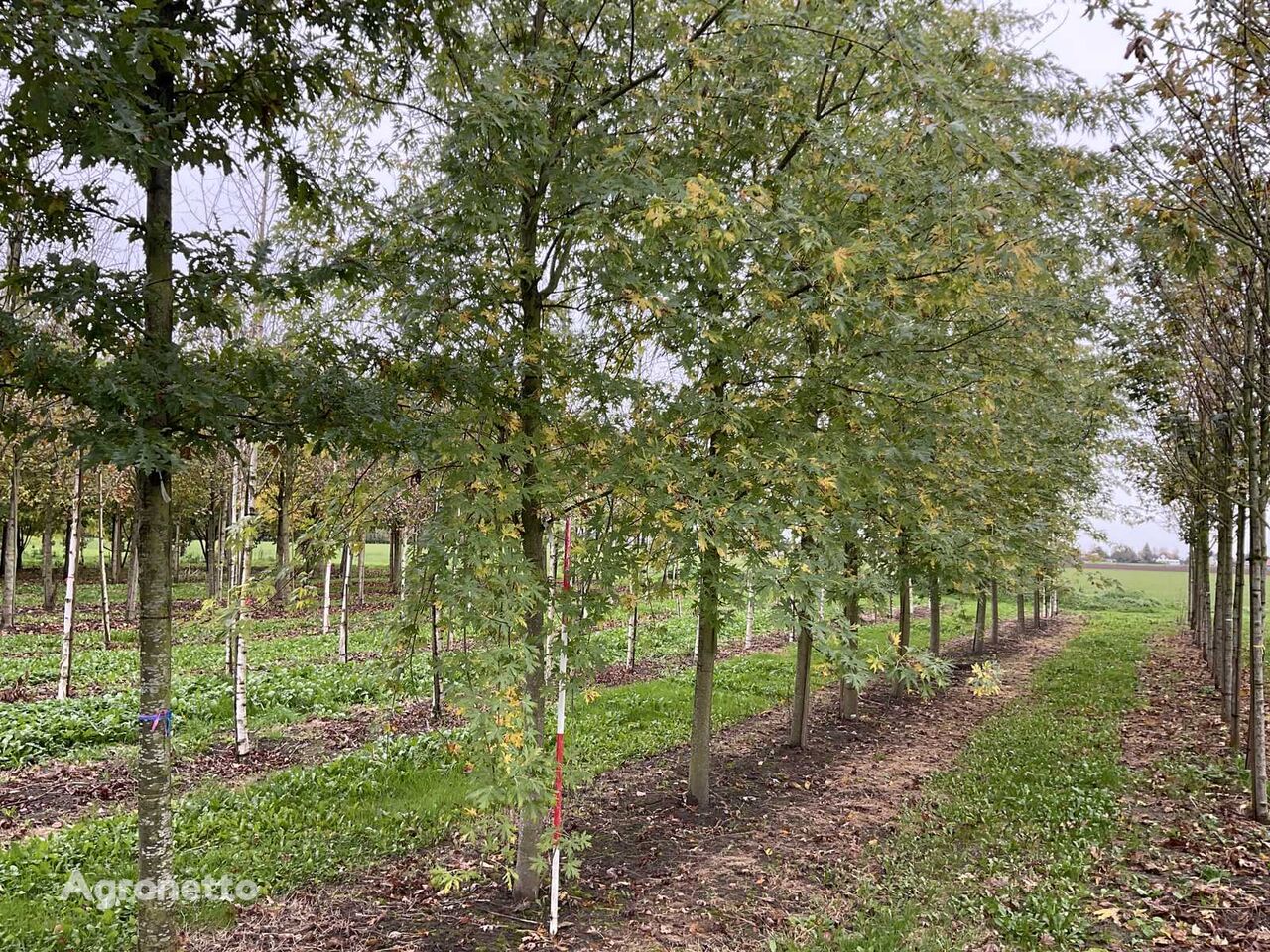 Zilveresdoorn deciduous tree