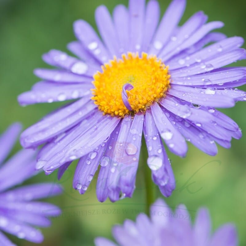 Aster Golia