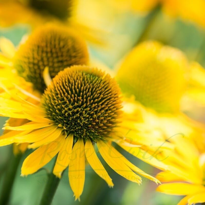 Echinacea 'Kismet Yellow'