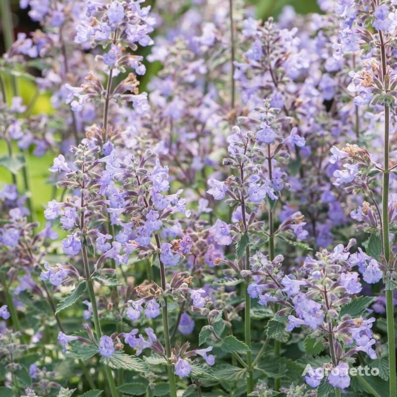 Kocimiętka Faassena Nepeta faassenii 'Azul Purrsiano'