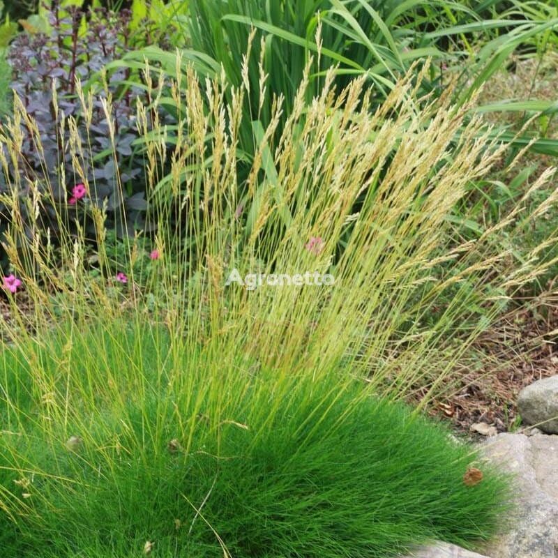 Kostrzewa Gautiera Festuca Gautier flower seedling