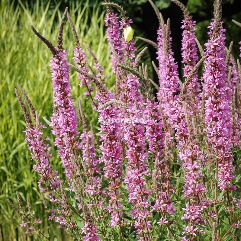 일반적인 bloodwort Lythrum salicaria