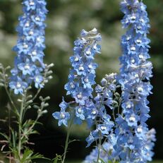 Ostróżka 'Summer Skies' Delphinium Pacific Series flower seedling