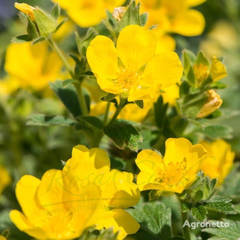 Potentilla Megalantha