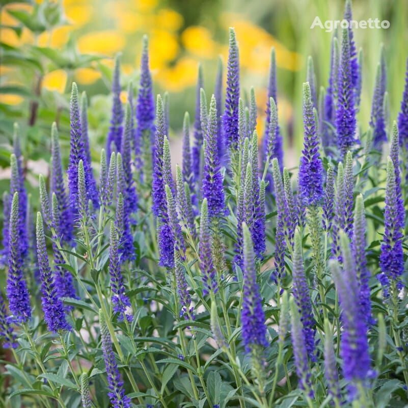 Speedwell 'Anniversary Blue' Veronica spicata