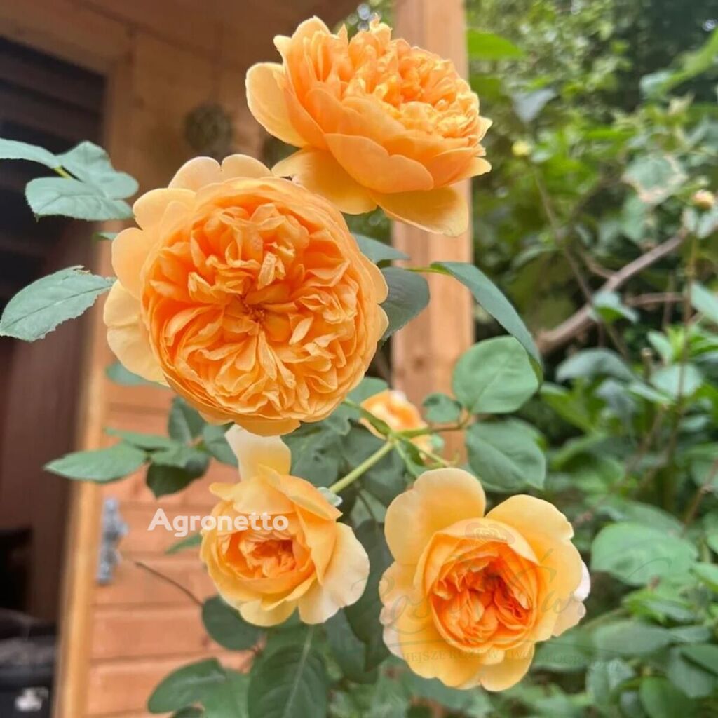 Bring me Sunshine® Rose