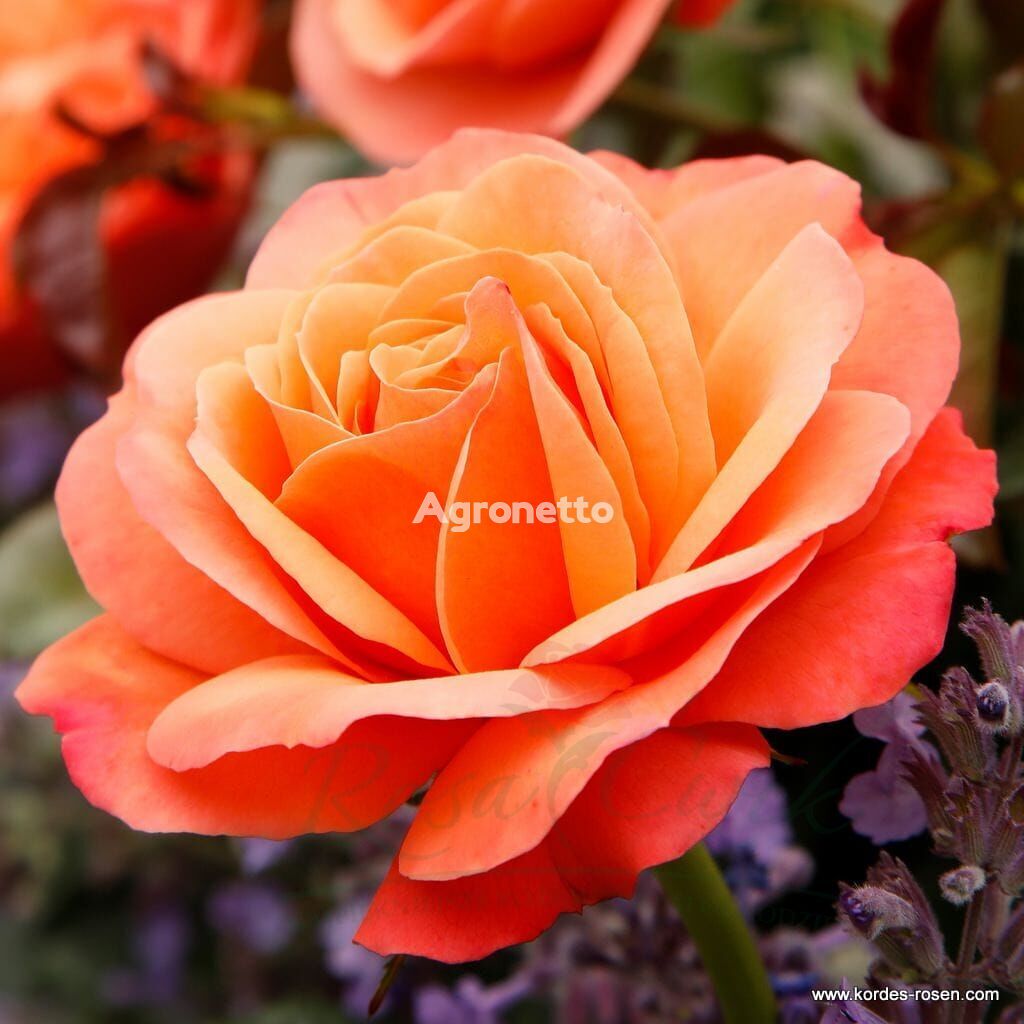 Róża Coral Lions - Rose® bloem zaailing