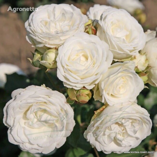 Róża Schneeküsschen® (Śnieżny Całusek) Na Pniu plántula de flores