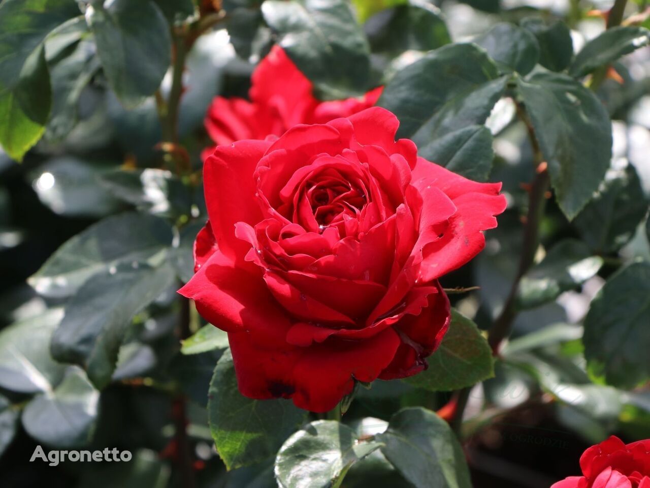 Róża Tiamo® / "Kocham Cię" Na Pniu flower seedling