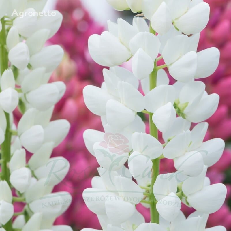 Lupin White Shades Lupinus Polyphyllus Galerie série