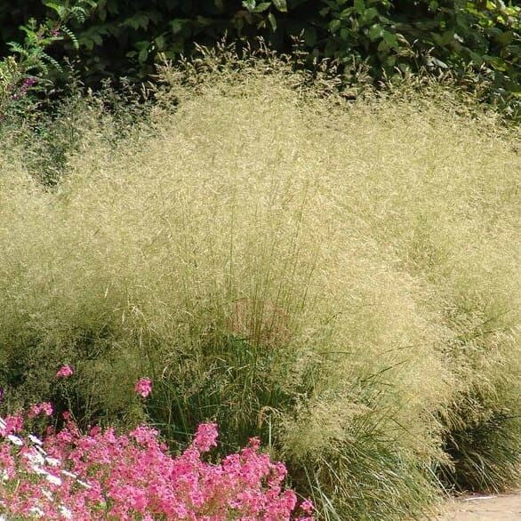 Śmiałek Darniowy Pixie Fountain Deschampsia Cespitosa flower seedling