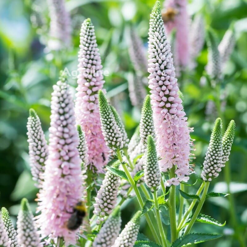 Veronica spicata 'First Choice' - Agroline