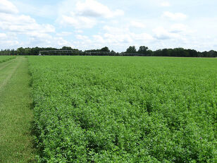 Semillas de alfalfa de alta calidad del fabricante, 1 rep.. posiblemente con IVA