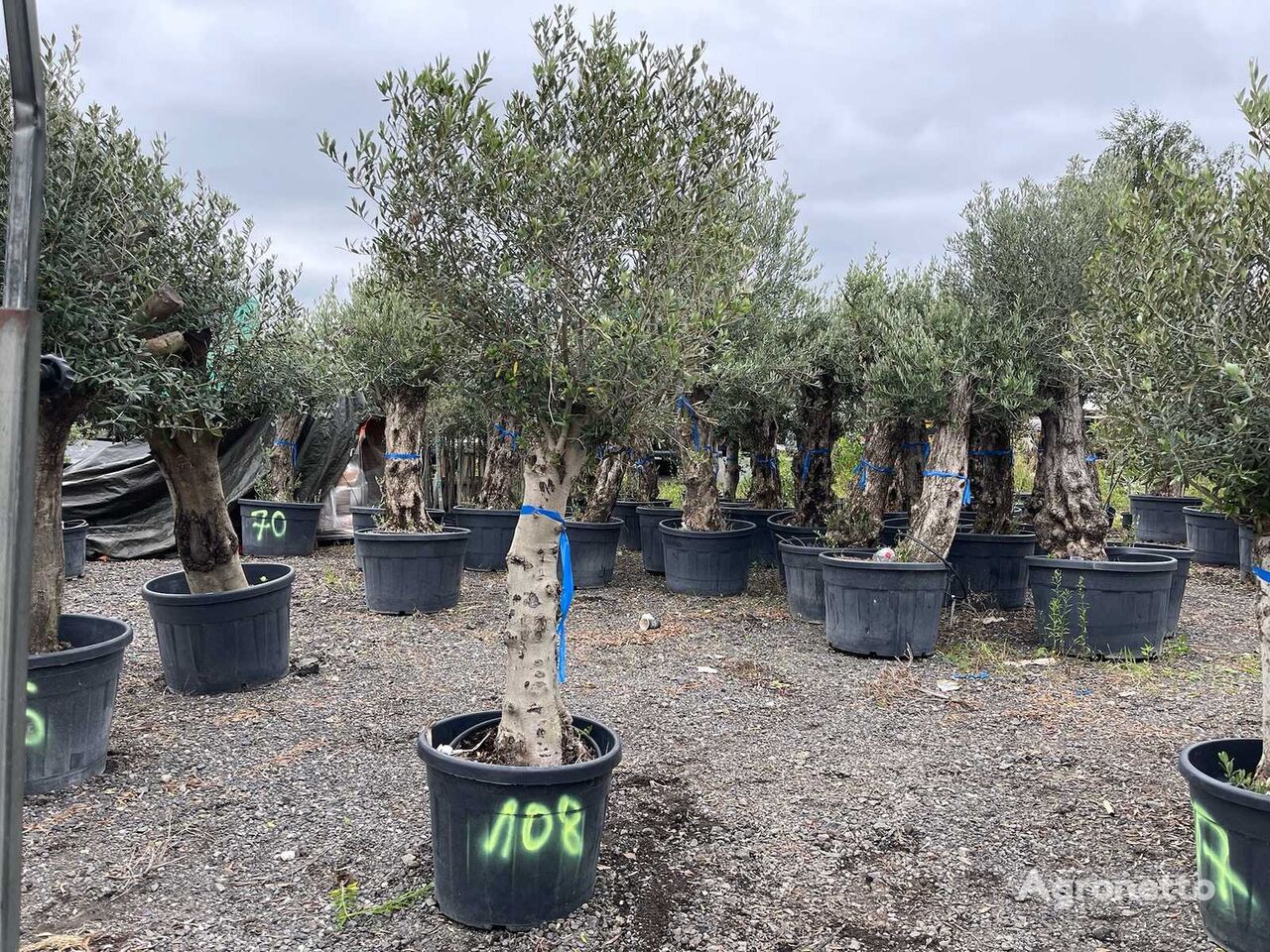 1x Olivenbaum (Winterhart und im Kübel) jonge fruitboom