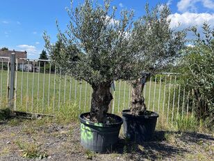 1x Olivenbaum (Winterhart und im Kübel) fruit tree sapling