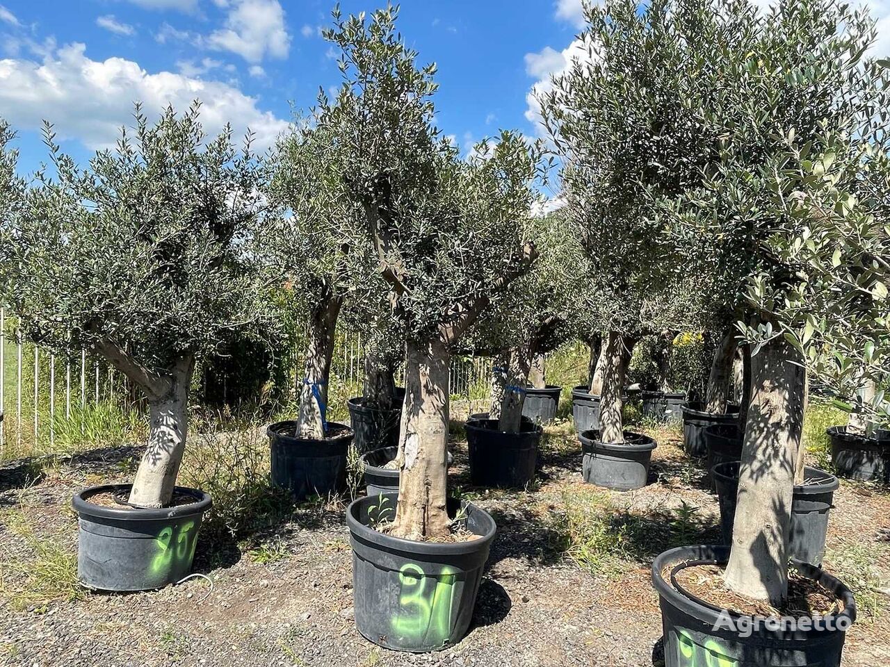 jeune arbre fruitier 1x Olivenbaum (Winterhart und im Kübel)