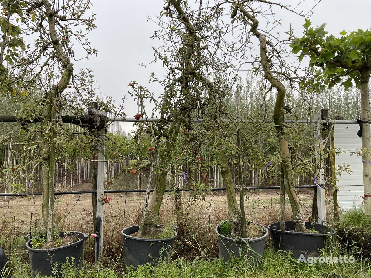 Handappelboom arbolito de frutal