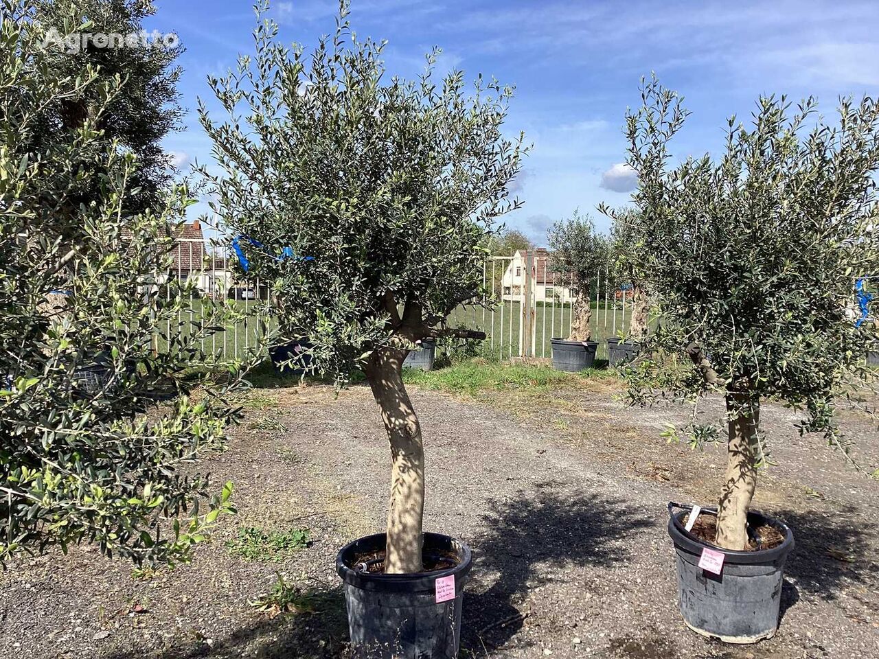 Olivenbaum (Winterhart) Obstbaum-Schössling