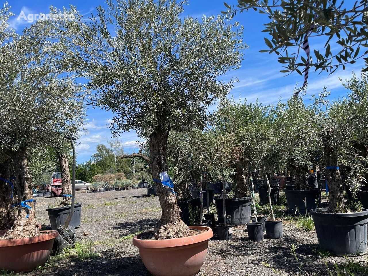 Olivenbaum (Winterhart) jonge fruitboom