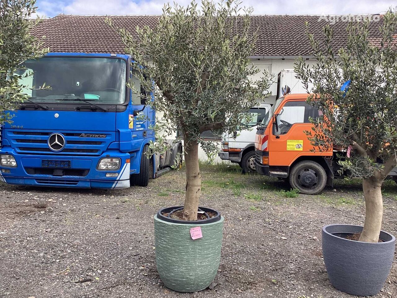 Olivenbaum im Deko-Topf (Beides winterhart) fruit tree sapling