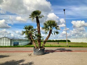 árvore de fruto jovem Palmboom meerstammig (Chamaerops Humilis)