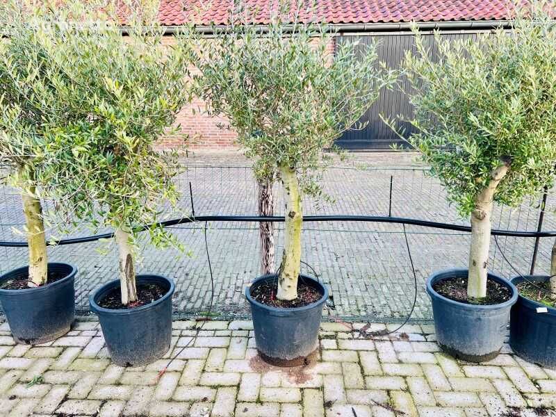 jeune arbre fruitier olijfboom stamomvang 20/40cm