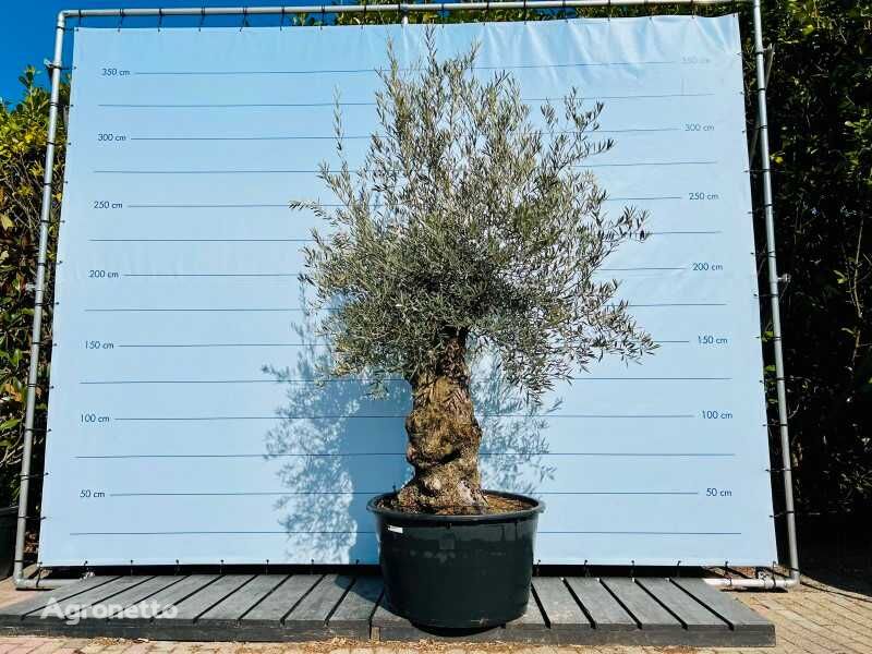 olijfboom. stamomvang 80 - 100 cm fruit tree sapling