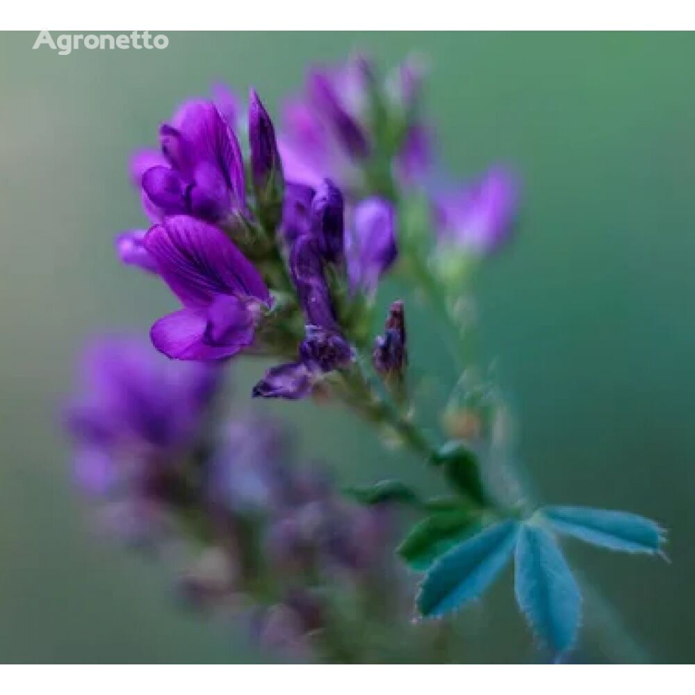 Vera alfalfa seeds