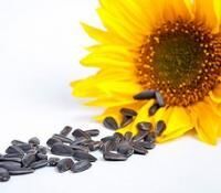 Semillas de girasol de confitería VIKING Canadá | Agroline CL Semillas de girasol de confitería VIKING Canadá - Agroline