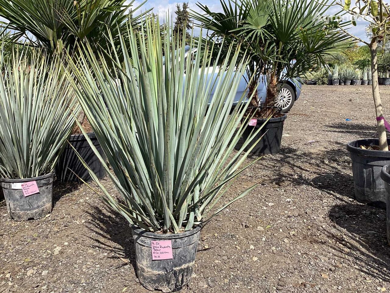 саженец декоративного кустарника 2 x Yucca Rostrata (Winterhart - Partie)