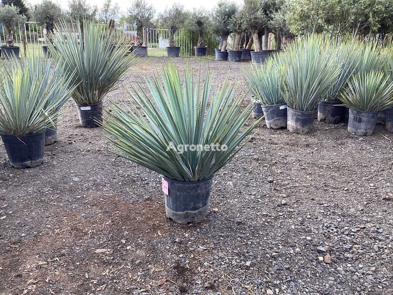 2 x Yucca Rostrata (Winterhart - Partie) ornamental shrub