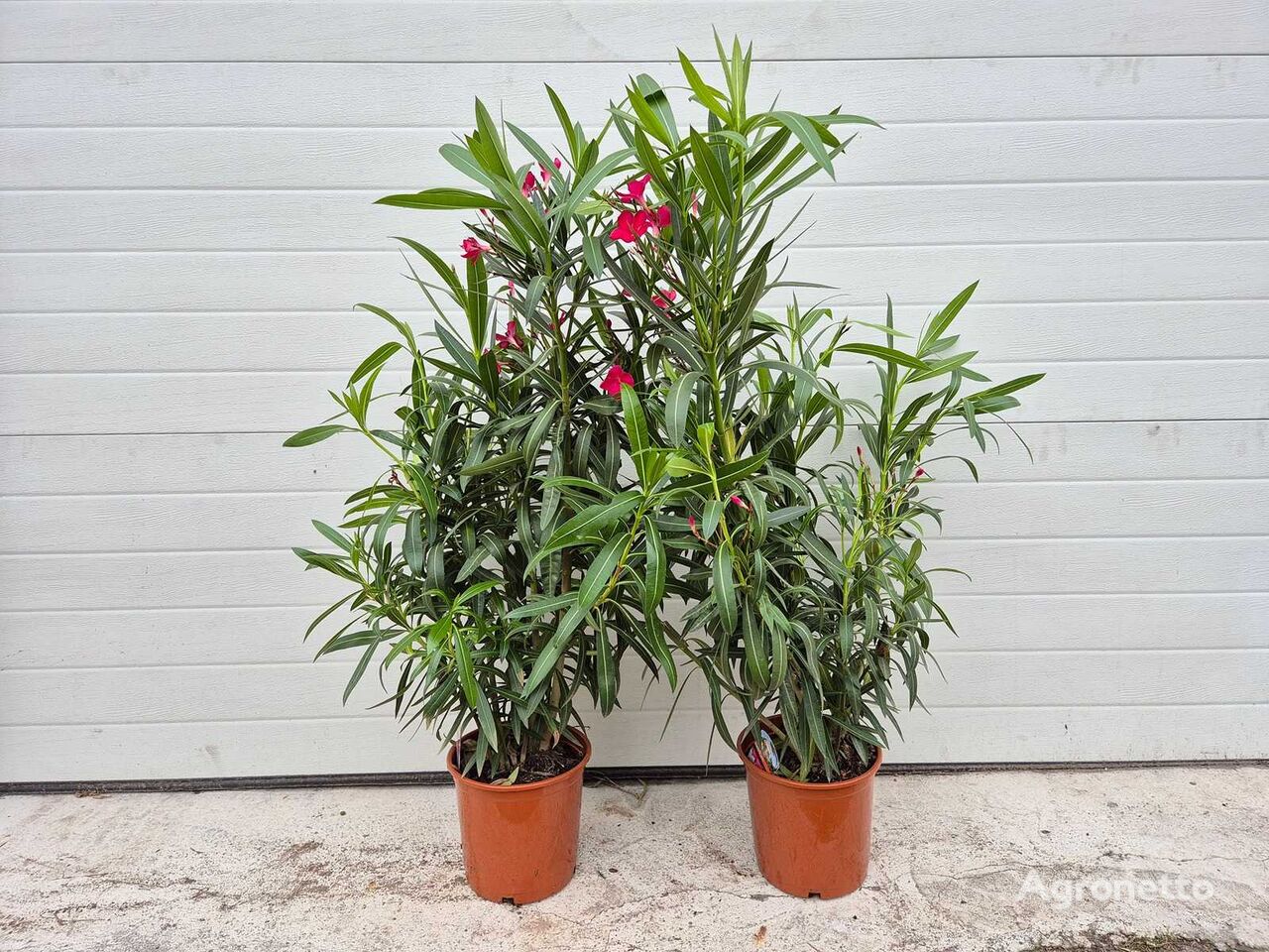 саджанець декоративного куща 2x Nerium Oleander Rood - hoogte ca. 100 cm