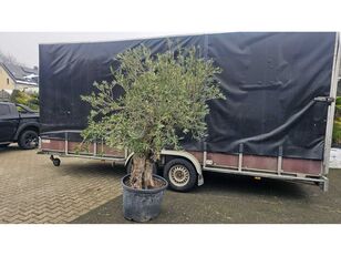 Bonsai prydbusk